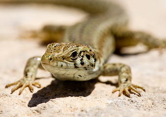 Image showing Lizard