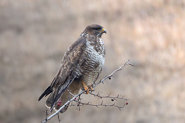 Image showing bird of prey on a branch