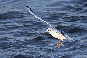 Image showing black headed gull in winter plumage