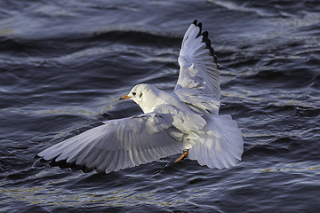 Image showing black headed gull over blue river