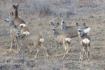 Image showing camouflage of roe deers