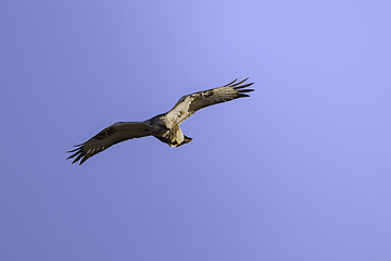 Image showing marsh harrier in flight