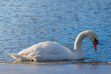 Image showing mute swan on frozen lake