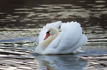 Image showing mute swan on pond at dawn