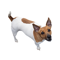 Image showing Dog isolated over white