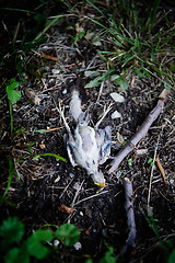 Image showing Dead Bird Abstract