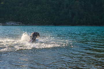 Image showing Triathlon athlete starting swimming training on lake