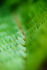 Image showing Fern Background