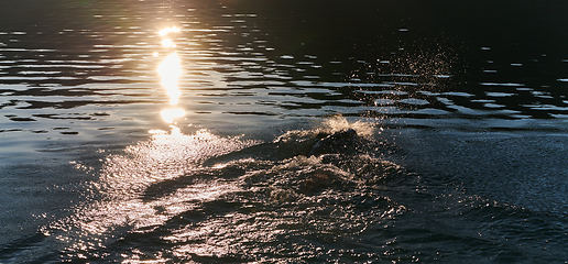 Image showing Triathlon athlete swimming on lake in sunrise wearing wetsuit