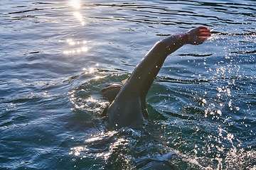 Image showing Triathlon athlete swimming on lake in sunrise wearing wetsuit