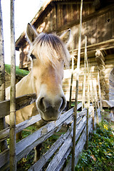 Image showing Norwegian Fjord Horse