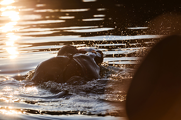 Image showing Triathlon athlete swimming on lake in sunrise wearing wetsuit