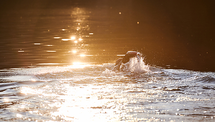 Image showing Triathlon athlete swimming on lake in sunrise wearing wetsuit