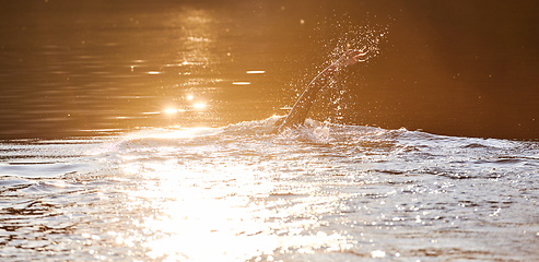 Image showing Triathlon athlete swimming on lake in sunrise wearing wetsuit