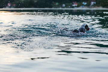 Image showing Triathlon athlete swimming on lake in sunrise wearing wetsuit