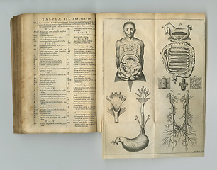 Image showing Antique medical book, page and sketch of anatomy, human body drawing or research of stomach intestine organ. Latin language, healthcare journal or digestive system diagram for medicine education info