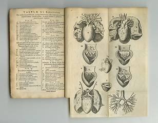 Image showing Ancient medical book, sketch and health study of anatomy, heart process drawing or reference page with label information. Latin journal, organ and antique diagram for healthcare education knowledge