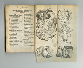 Image showing Antique medical book, sketch and page of anatomy, intestines drawing or reference textbook for organ explanation. Latin language, journal and digestive system diagram for healthcare info or medicine