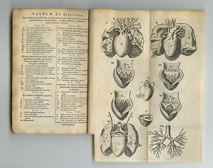 Image showing Ancient medical book, paper sketch or health study of anatomy, heart process drawing or reference page with label info. Latin journal text, medicine or old antique diagram for organ disease treatment