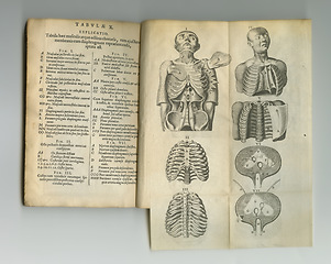 Image showing Vintage medical book, sketch and study anatomy, human body drawing or reference page with ribcage explanation. Latin journal, bones and antique diagram for ancient healthcare pr medicine education