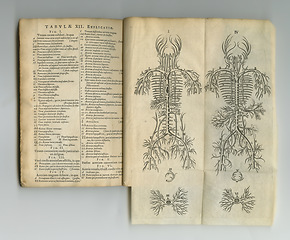 Image showing Antique medical book, biology sketch and health study of vein anatomy, healing process drawing or learning information. Latin journal text, medicine science and old ancient diagram of nervous system