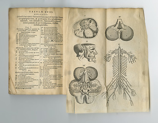 Image showing Old book, vintage pages and anatomy study in latin literature, manuscript or ancient scripture against a studio background. Closeup of historical novel, journal or knowledge with research or history