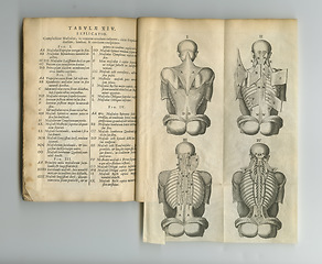 Image showing Antique medical book, sketch and research of spine exam anatomy, human body drawing or reference page info. Latin language, journal notes or vintage diagram for ancient chiropractic education