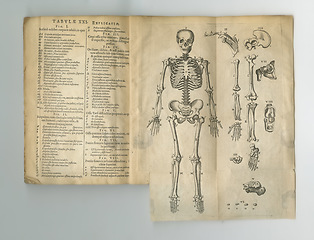 Image showing Old book, vintage and anatomy or study of bones, human body parts or latin literature, manuscript or ancient scripture against a studio background. History novel, journal or research of skeleton