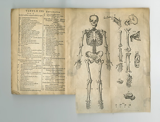 Image showing Old book, vintage and anatomy study of skeleton body parts in latin literature, manuscript or ancient scripture against a studio background. Historical novel, journal or drawing of human bones