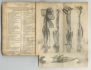 Image showing Antique medical book, ancient and drawing of arm anatomy, skeleton or bones for medicine study research. Latin language, history sketch journal and text manual for healthcare education literature