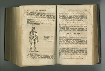 Image showing Old book, pages and anatomy of respiratory system or body veins in manuscript, ancient scripture or literature against a studio background. Historical novel, journal or illustration of human research