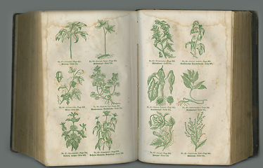 Image showing Old book, plants and vintage herbs in biology for medical study or history pages against a studio background. Historical novel, botanical journal or paper of natural remedy, text or discovery