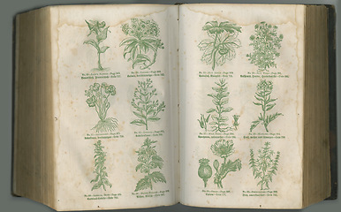 Image showing Old book, plants and vintage herbs for medical study or history pages in biology against a studio background. Historical novel, botanical journal or paper of natural remedy, text or discovery