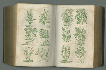 Image showing Old book, plants and vintage herbs of study, medical history or pages in biology against a studio background. Historical novel, botanical journal or paper of natural remedy, text or discovery