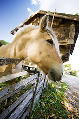 Image showing Norwegian Fjord Horse