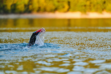 Image showing Triathlon athlete swimming on lake in sunrise wearing wetsuit