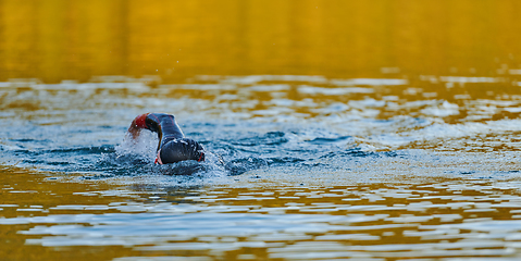 Image showing Triathlon athlete swimming on lake in sunrise wearing wetsuit