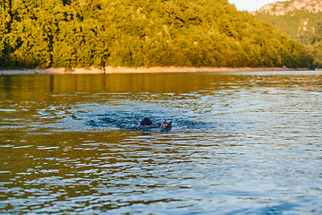 Image showing Triathlon athlete swimming on lake in sunrise wearing wetsuit