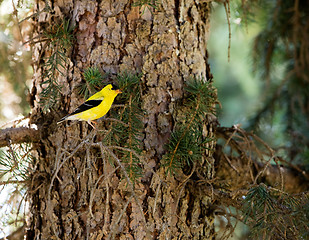 Image showing Goldfinch