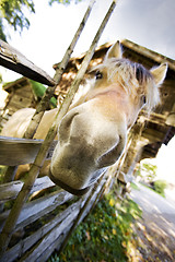 Image showing Crazy Horse