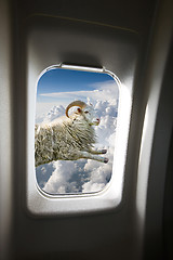 Image showing Flying Sheep