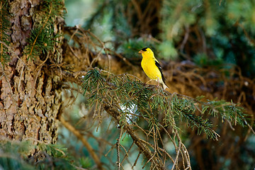 Image showing Gold Finch