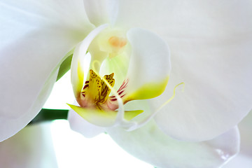 Image showing Orchid Macro