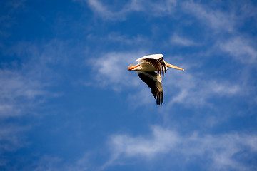 Image showing Pelican in Flight