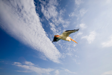 Image showing Pelican in Flight