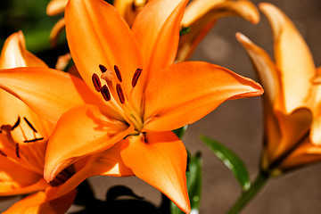 Image showing Orange Lilly