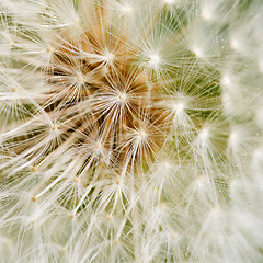 Image showing Dandelion Background