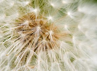 Image showing Dandelion Seed texture