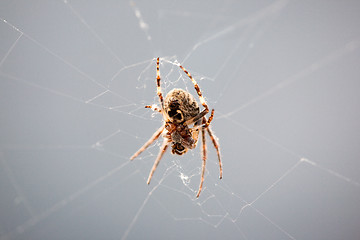 Image showing Spider