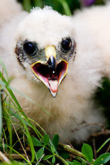 Image showing Prairie Falcon Chick